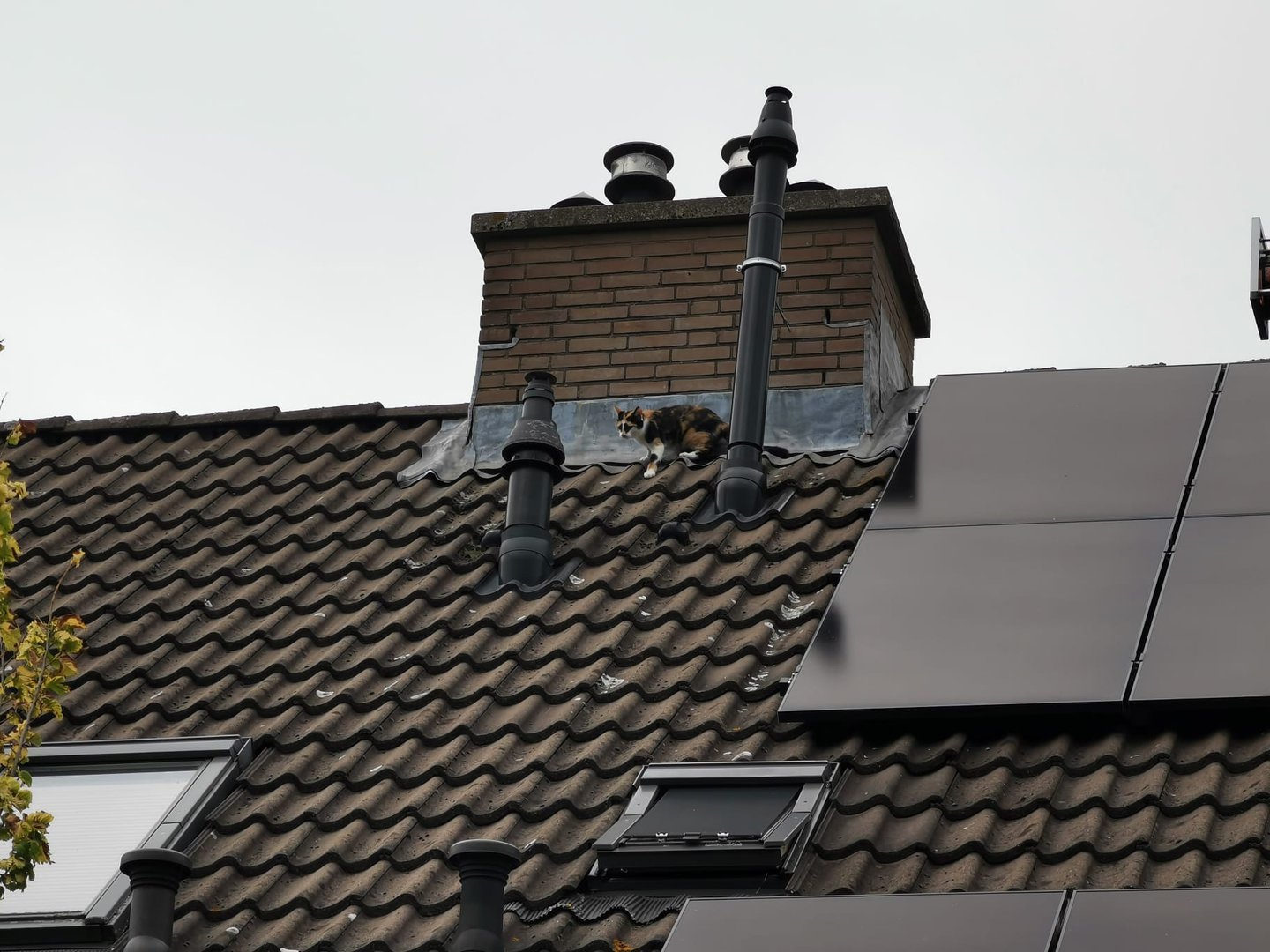 Brandweer druk met redden van kat onder zonnepanelen