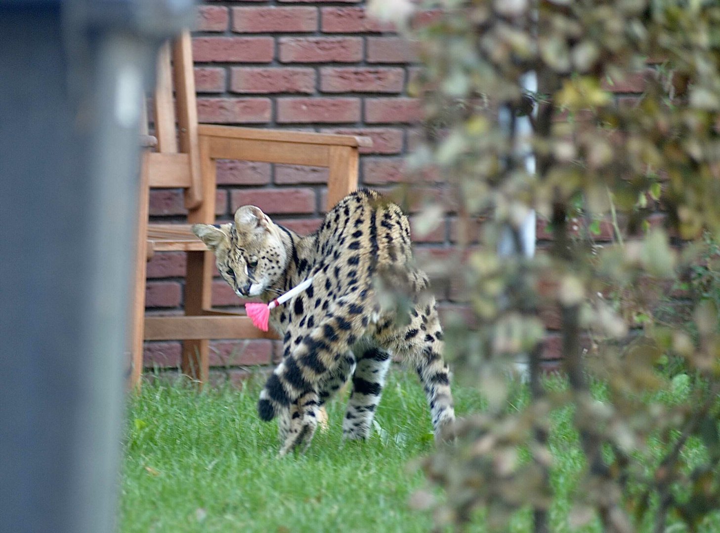 Ontsnapte serval haalt uit naar bewoner in Arnhem