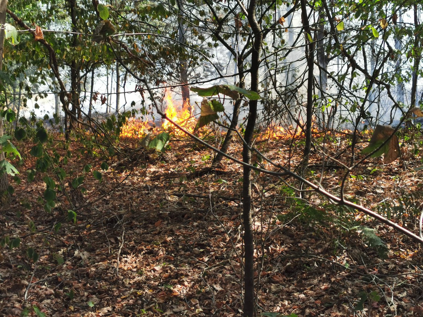 Felle bosbrand in Wageningen