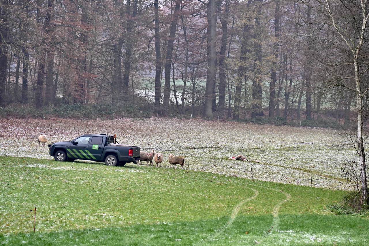 Wolf slaat voor de derde keer toe en bijt schaap dood