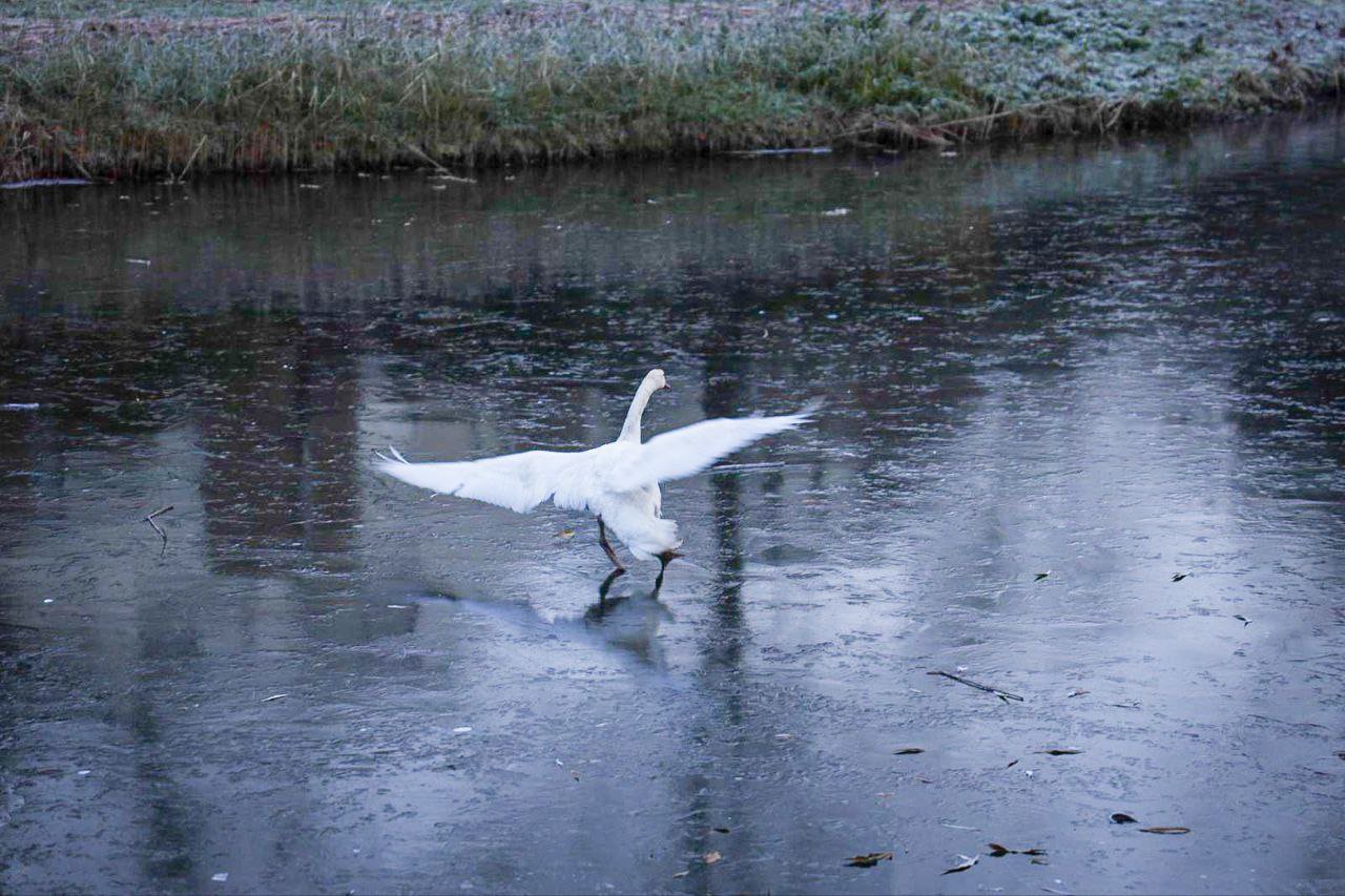 Zwaan zit ‘vast’ in het ijs, brandweer rukt uit