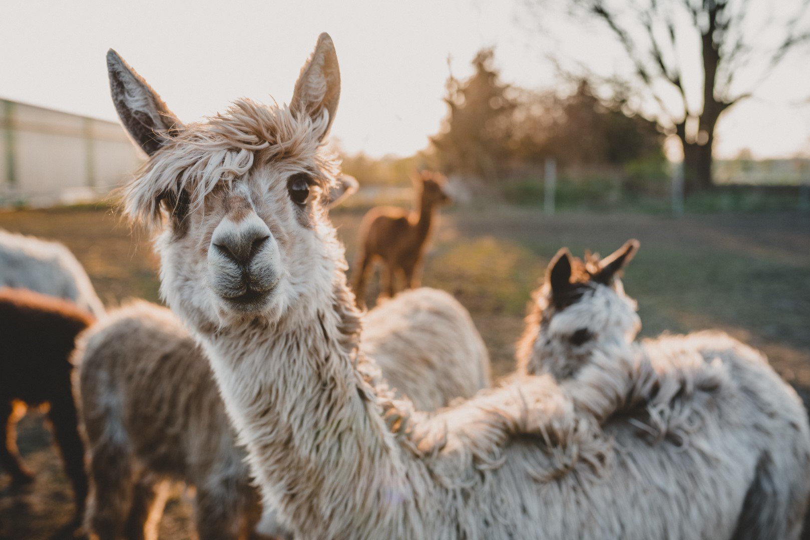 Bert’s Animal Verhuur opnieuw betrapt op het illegaal verhuren van dieren