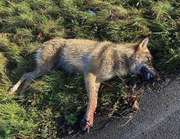 Vrachtwagen rijdt wolf dood op A2 bij Culemborg