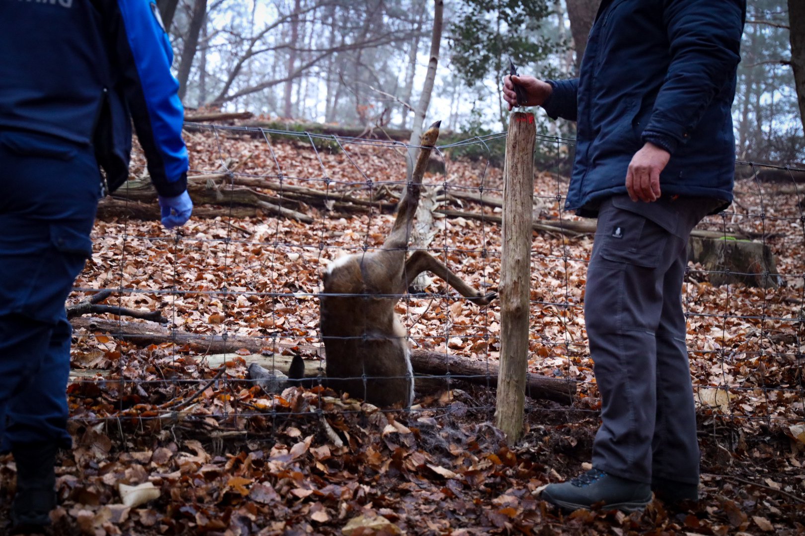 Ree vast in het raster, brandweer en handhaving redden het dier