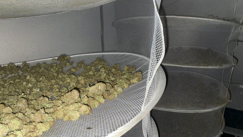 Hennepdrogerij aangetroffen in Duivense woonwijk