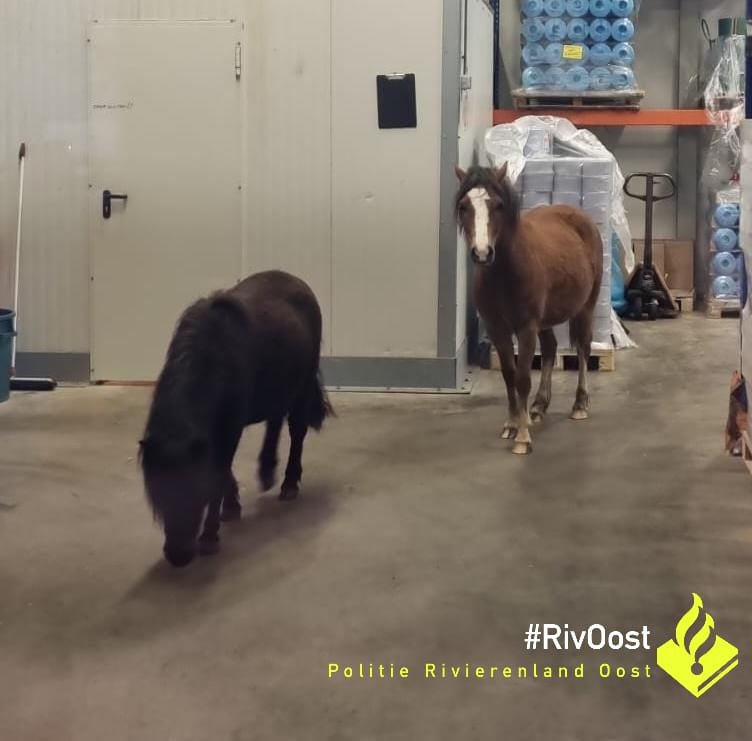 Eigenaar losgebroken paarden Duiven gevonden