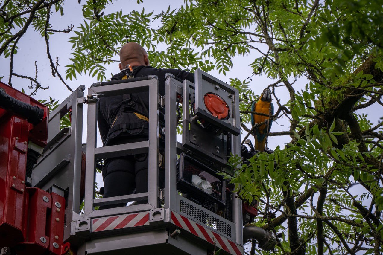 Ara door de brandweer uit de boom gehaald