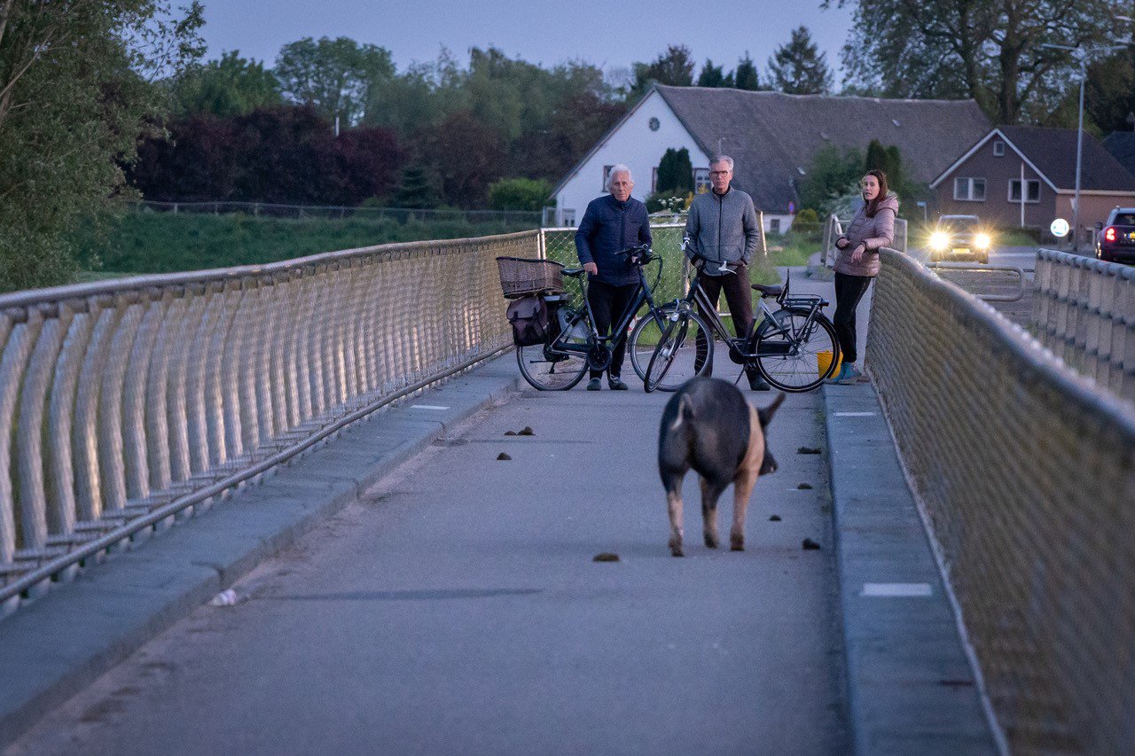 Varkens schrikken van laagvliegende luchtballon en breken uit