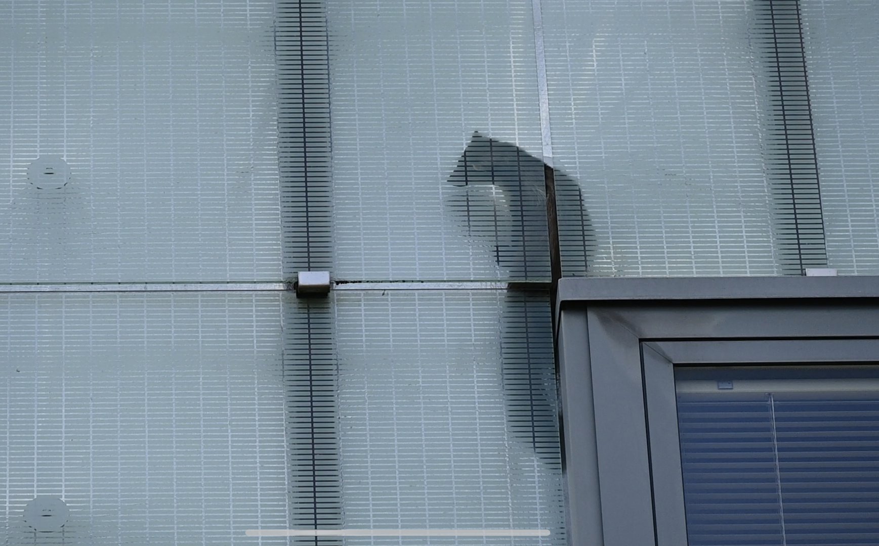 Ophef in Arnhem door vastzittende marter