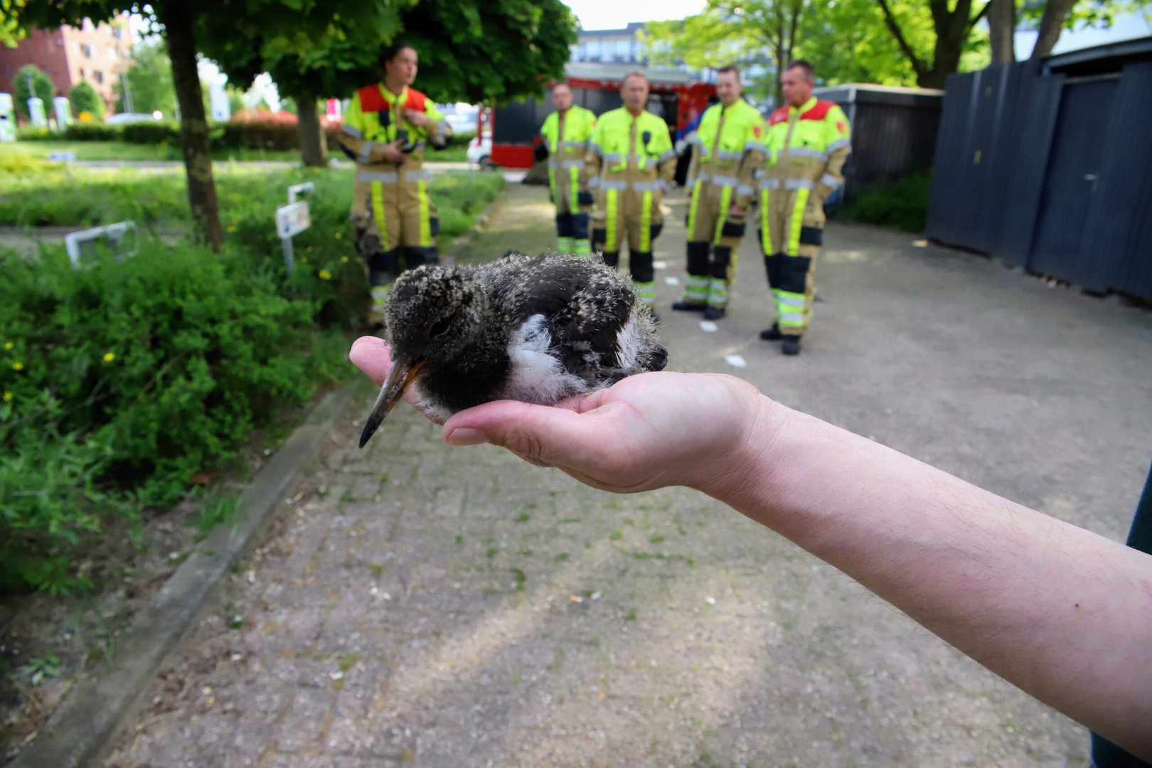 Brandweer rukt uit voor jonge scholekster: zat vast achter de gevelbeplating