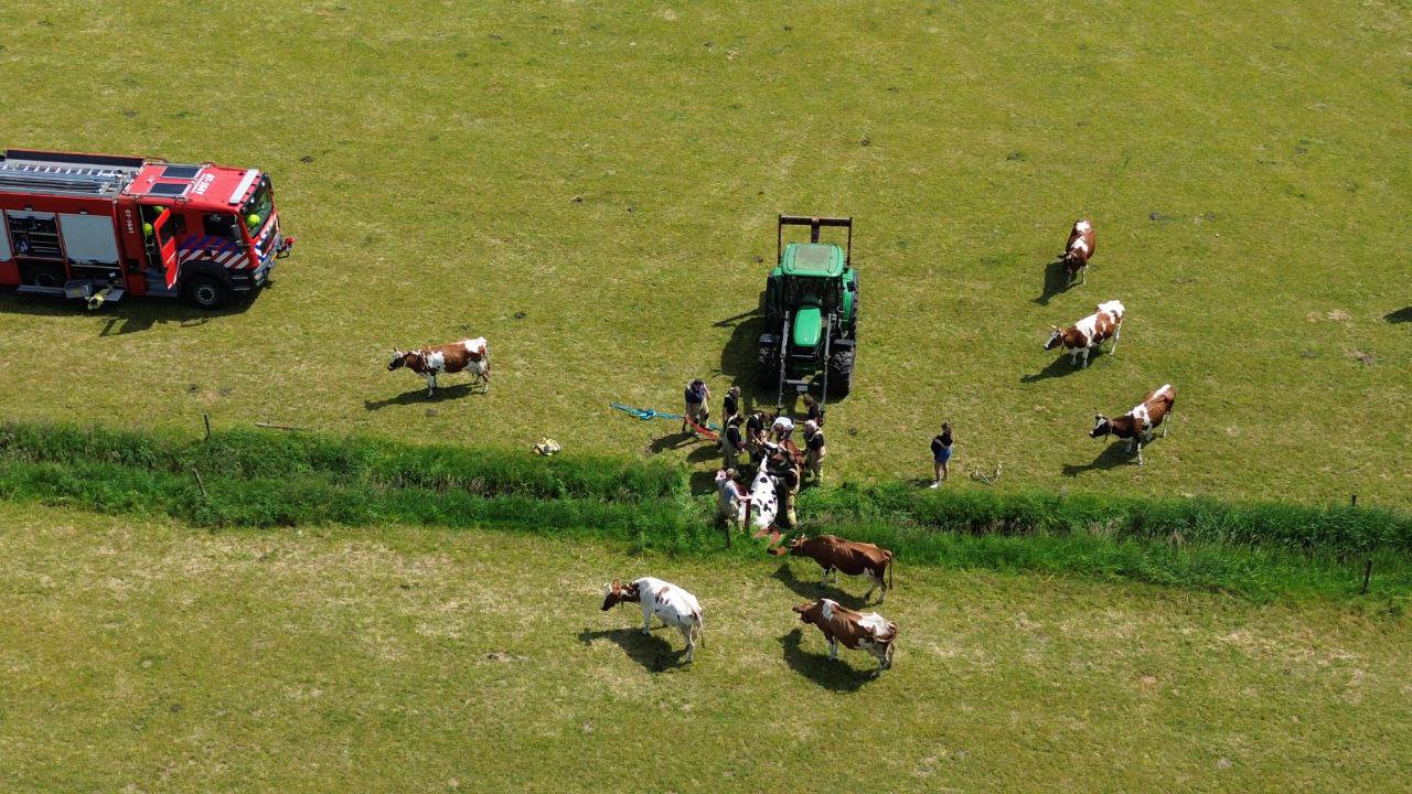 Drachtige koe uit greppel gered