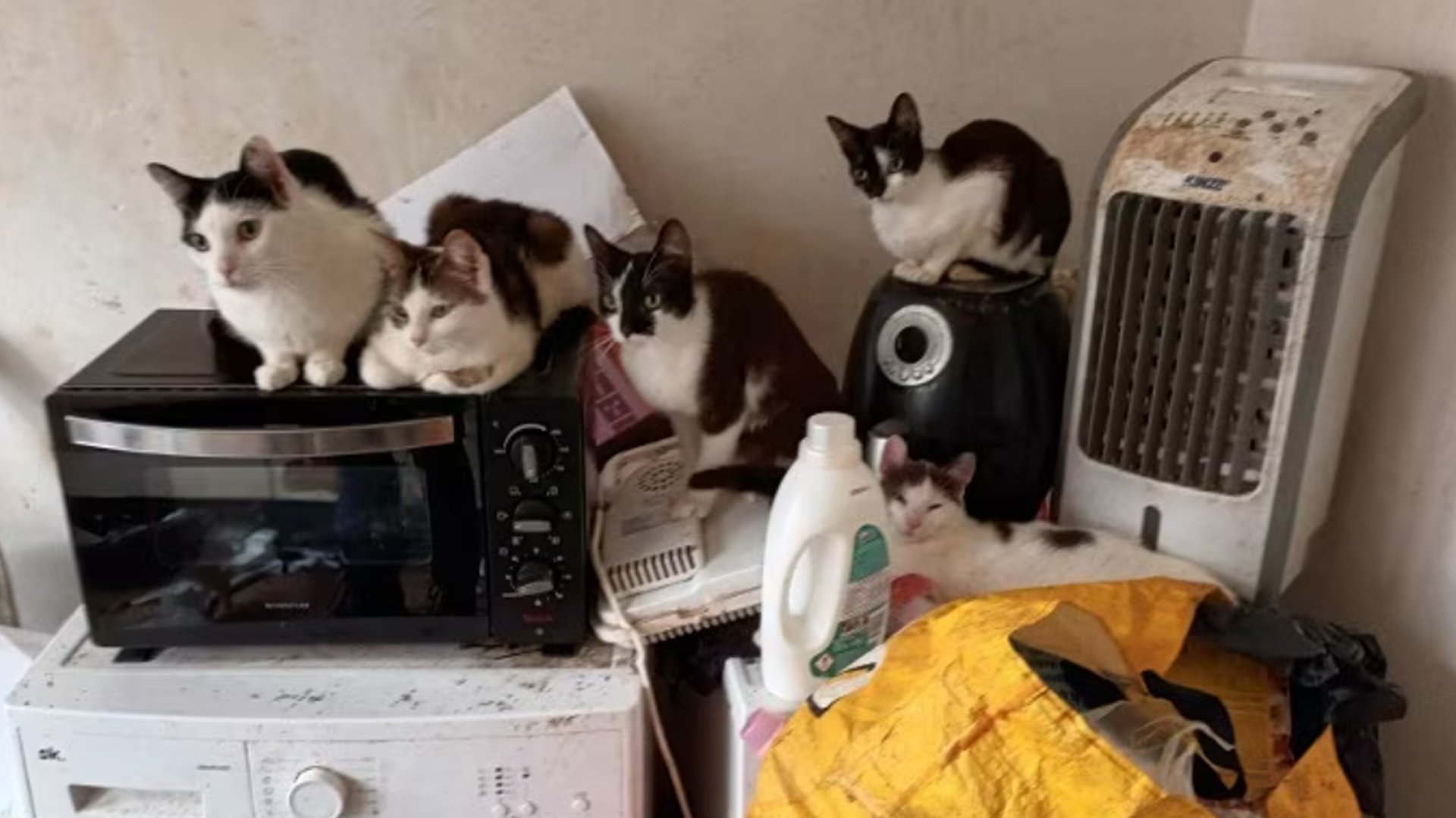 Meer dan vijftig katten en vier honden uit vervuilde woning gehaald