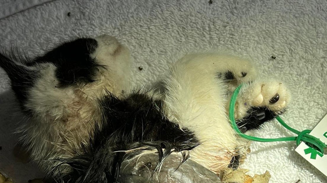 Kitten opgeblazen met vuurwerk