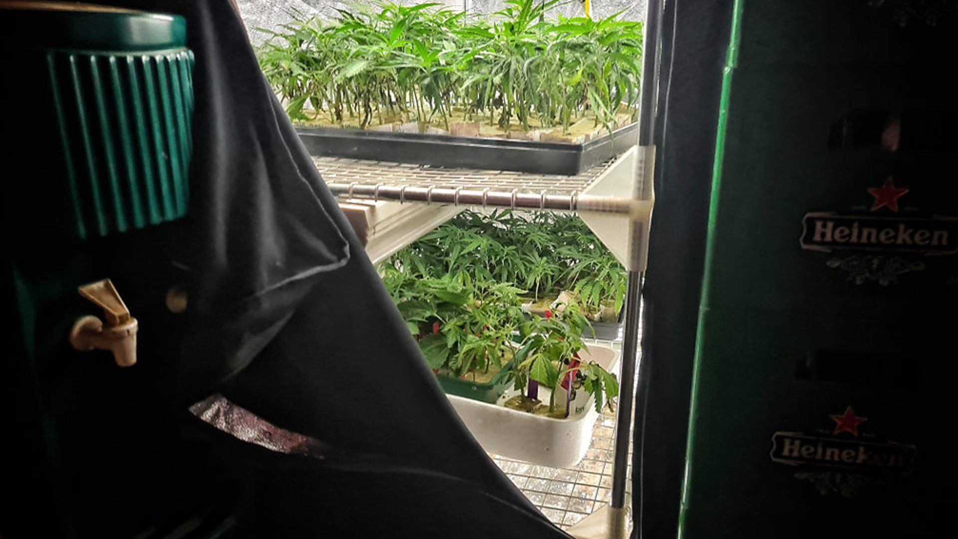 Onderzoek naar exploitant van illegale hennepkwekerij en stekkerij