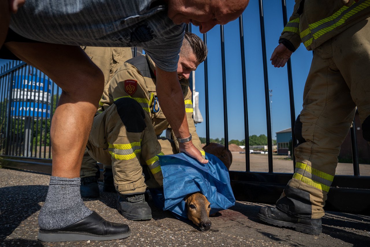 Ree zit klem in hek en de kogel dreigt, maar het loopt goed af