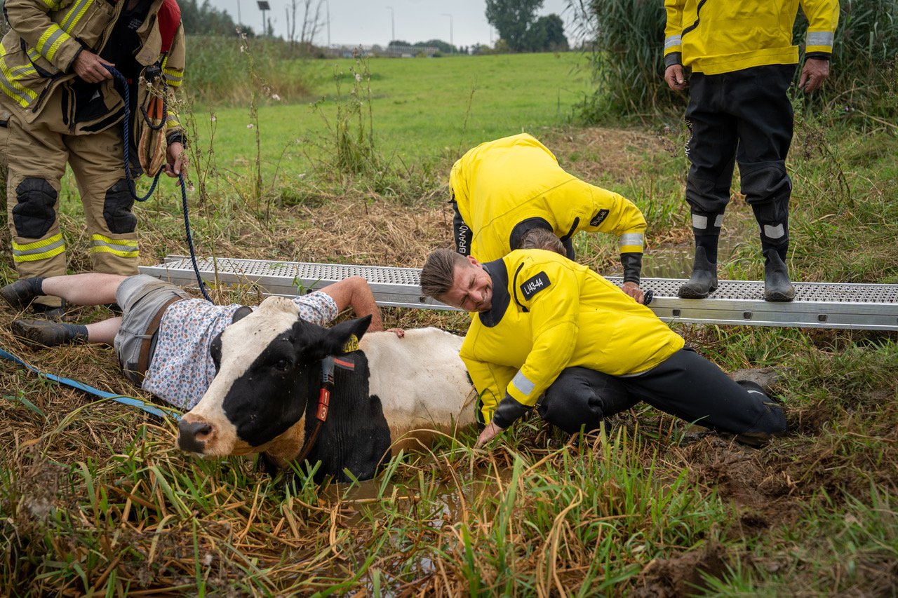 Fietser redt leven van koe die in sloot ligt