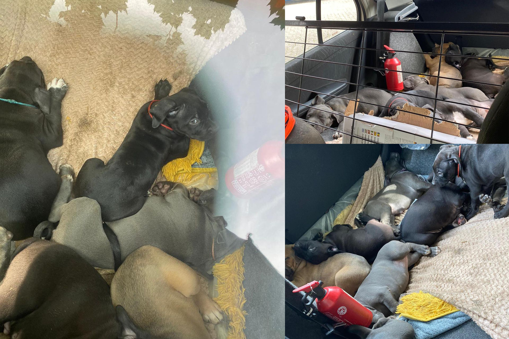 Marechaussee treft acht puppy’s tussen hun eigen poep en plas aan