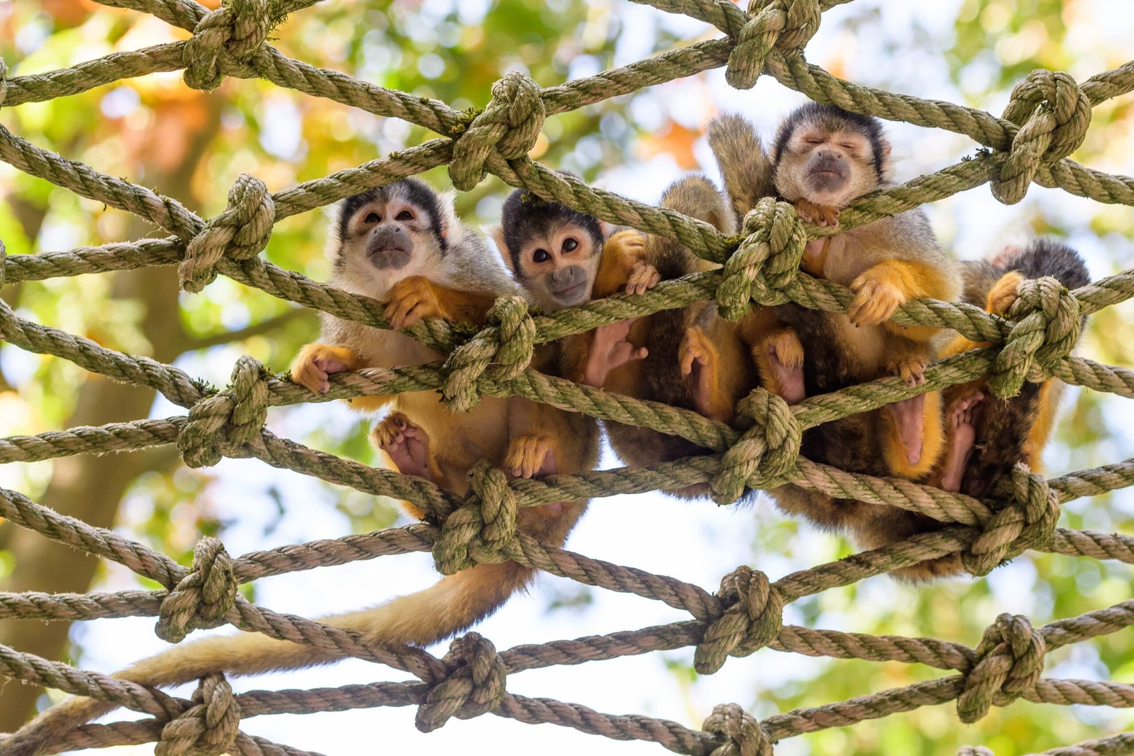 Man bedreigt bezoeker van Apenheul met een flink mes