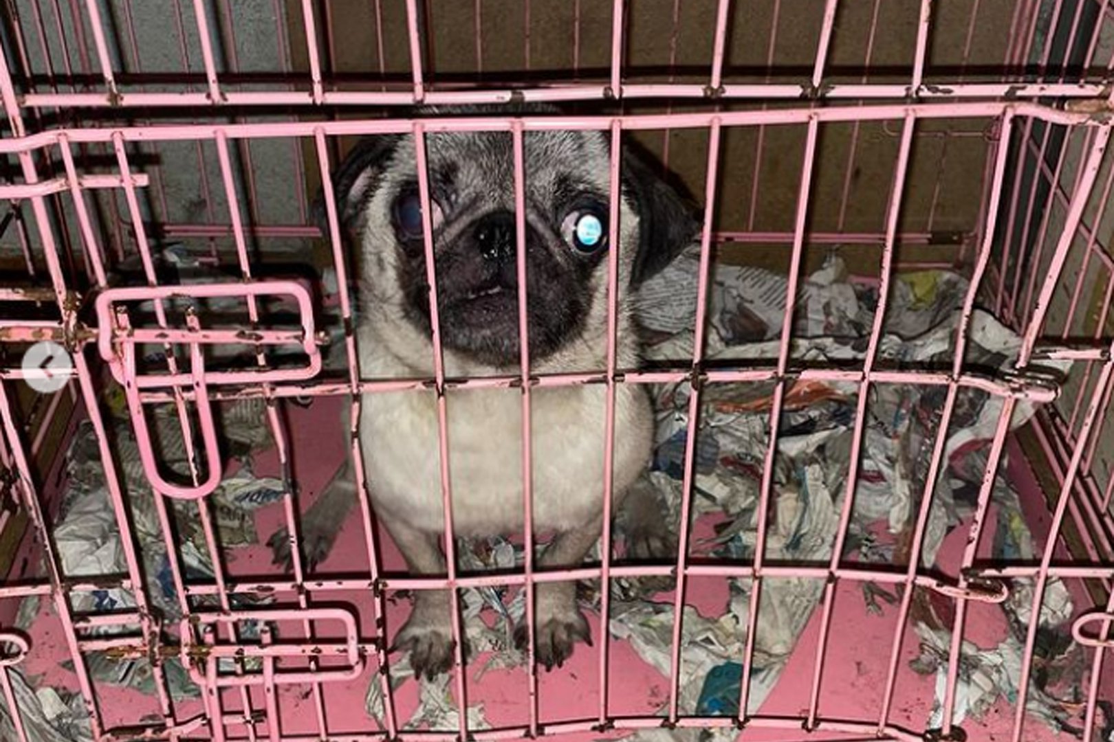 Inbeslagname van 66 dieren na zeer slechte leefomstandigheden