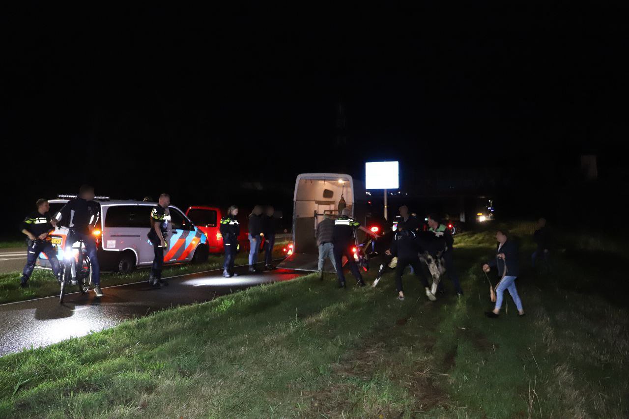 Ontsnapt kalf zorgt voor gevaarlijke situaties op de weg