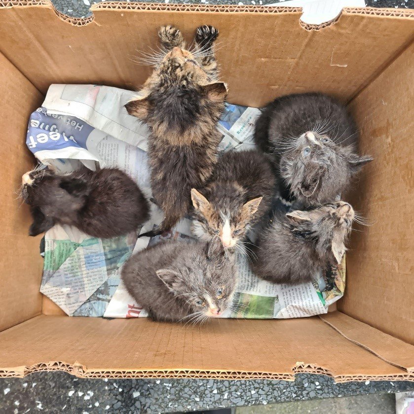 Zes kittens in doos gedumpt in struiken, politie zoekt eigenaar