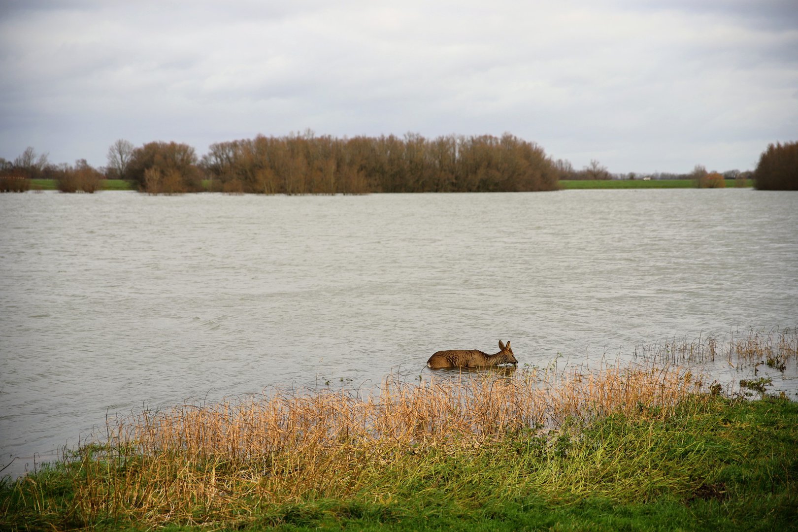 Ree in de problemen in de uiterwaarden door hoog water