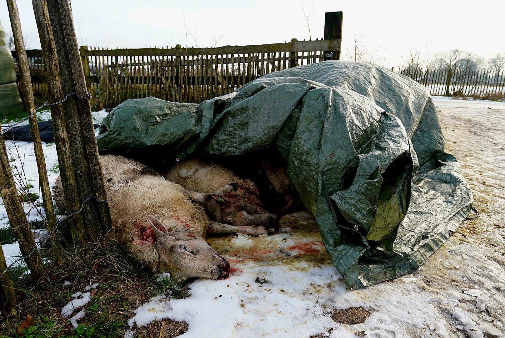 Wolf bijt 13 schapen dood op de Veluwe