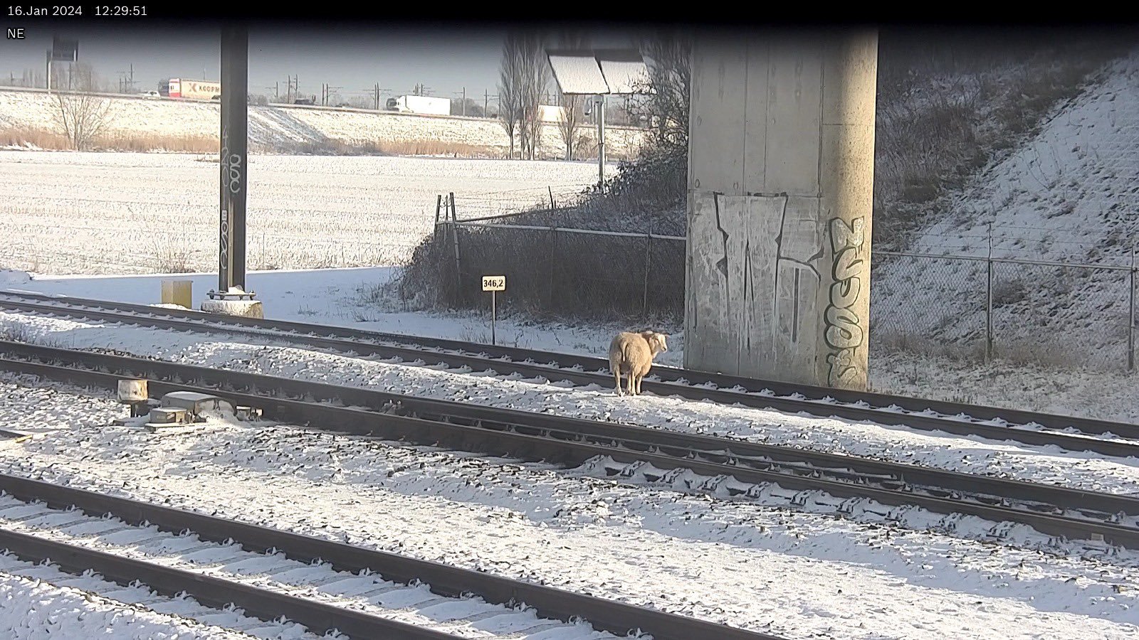 ProRail-medewerkers begeleiden schaap van treinspoor bij Meteren