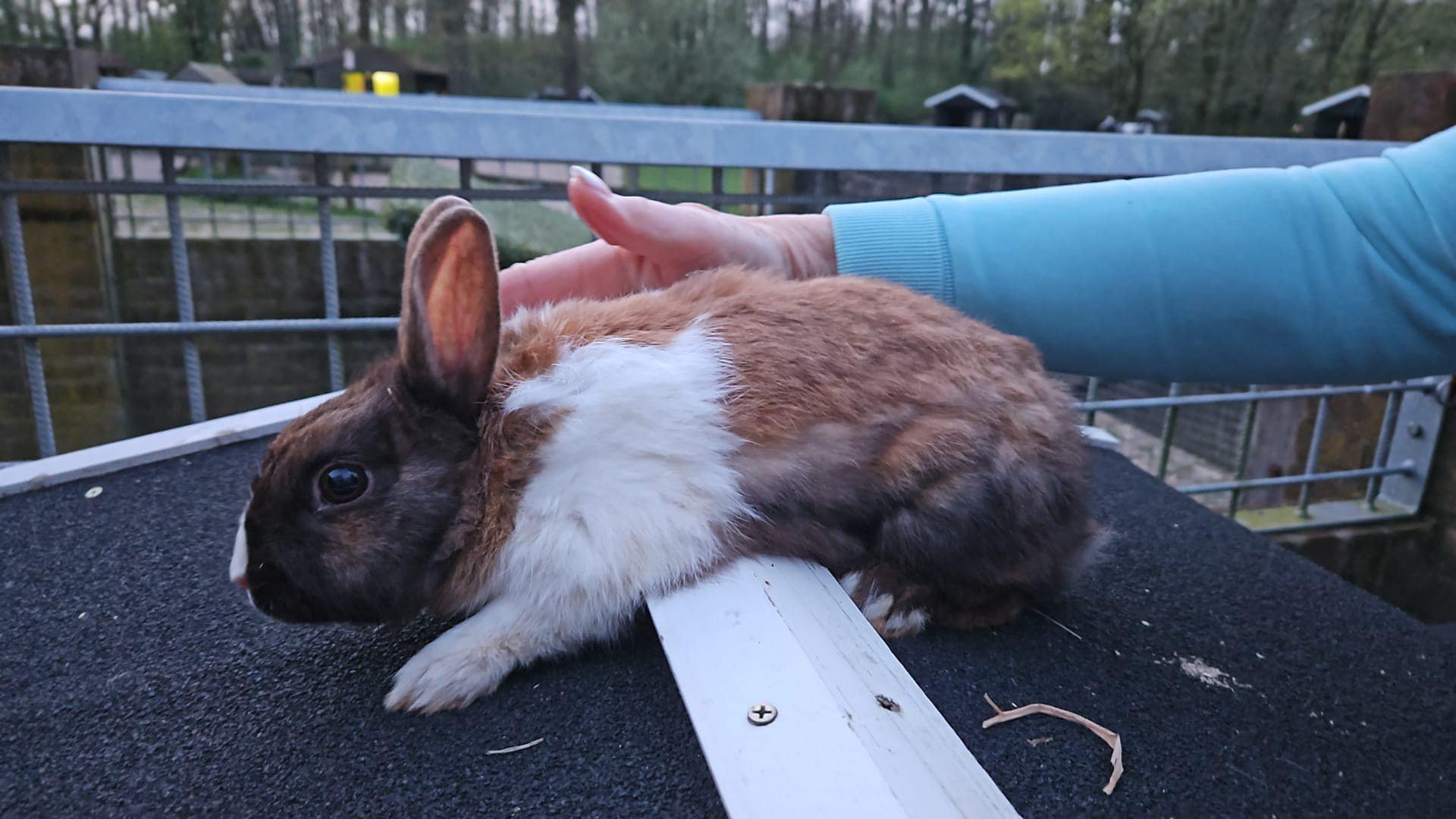 Konijn onthoofd gevonden op kinderboerderij