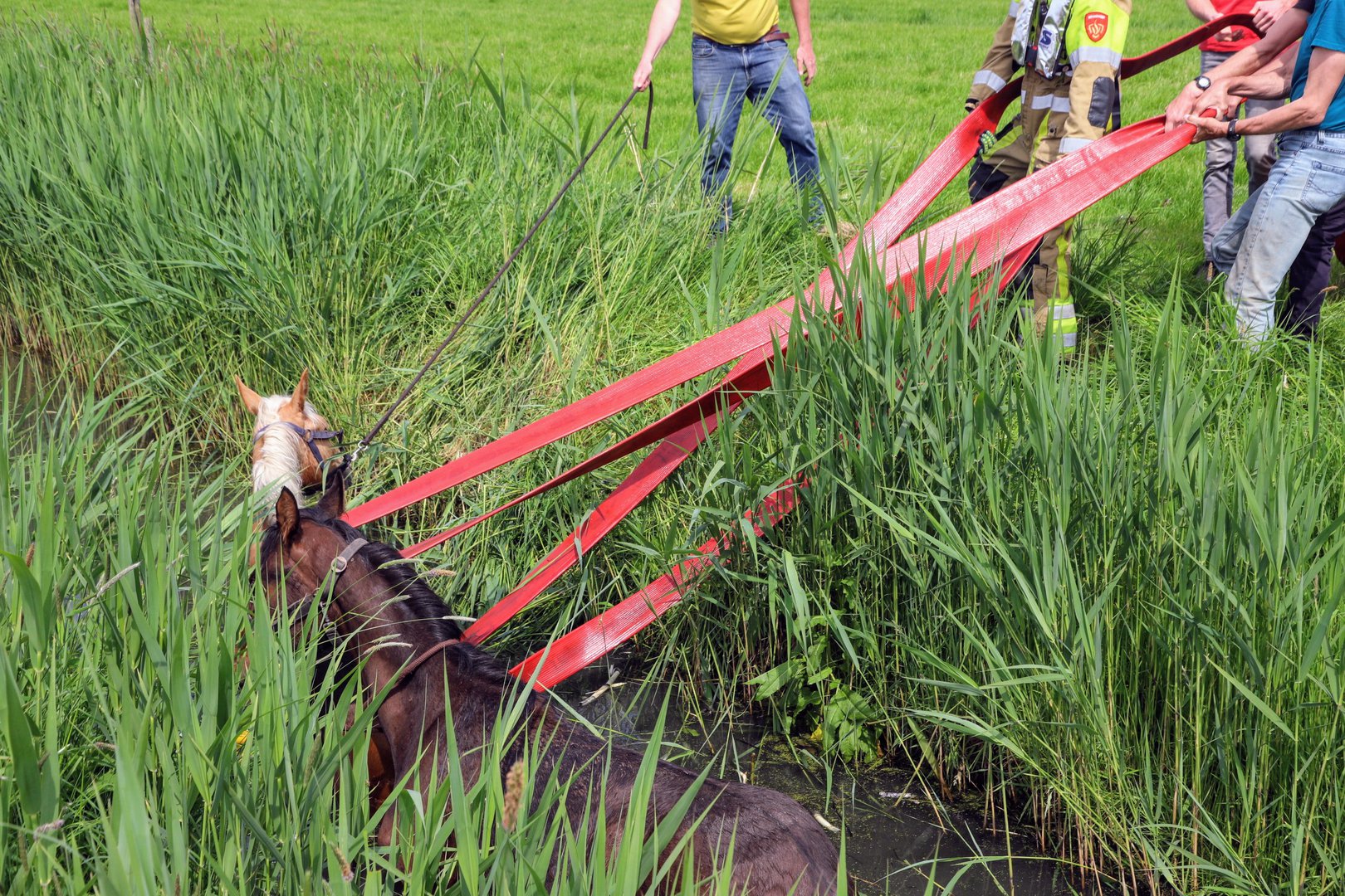 Brandweer redt paarden uit sloot