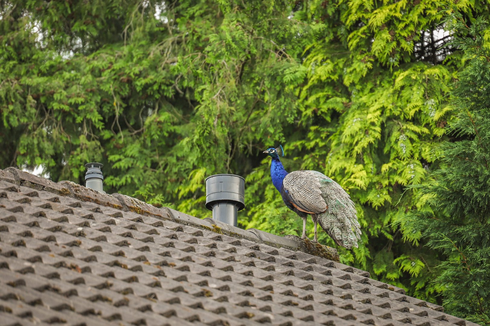 Brandweer rukt uit voor pauw op dak van woning