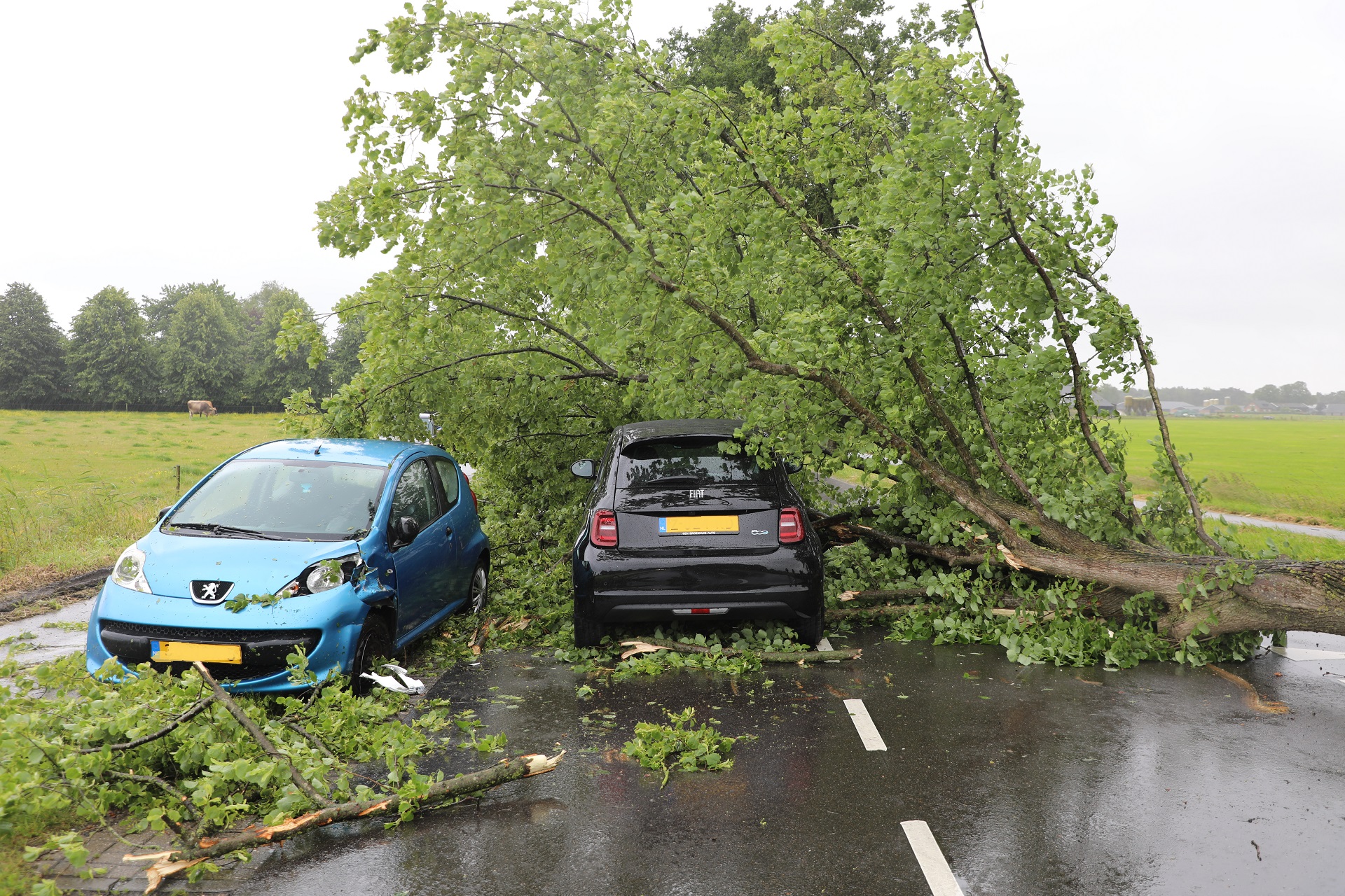Boom waait om en valt op voorbij rijdende auto