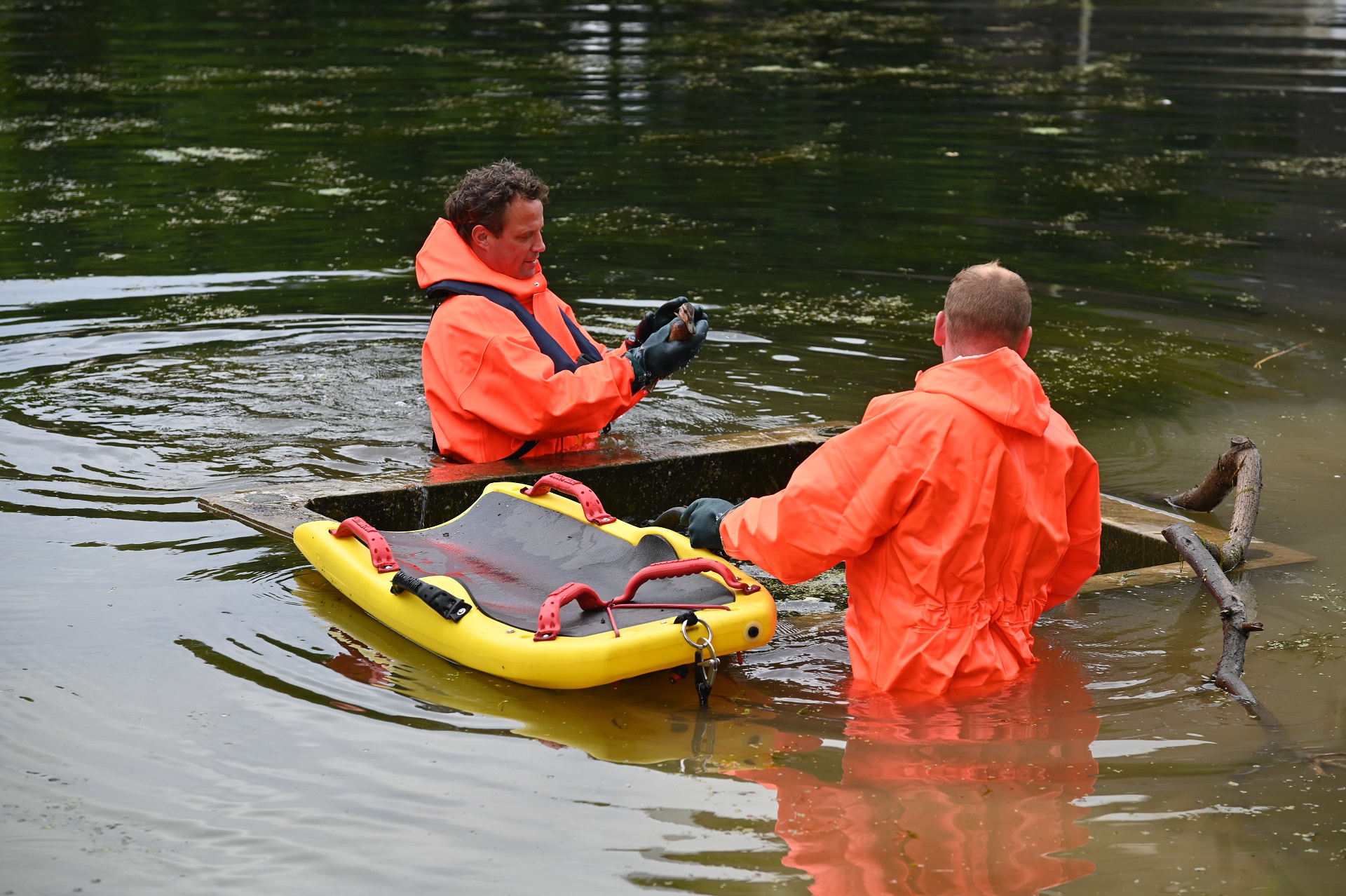 Kuikens verdronken in put, moedereend gered