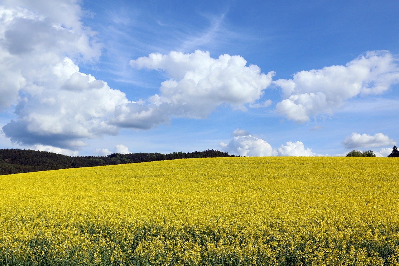 Zo maak je je tuin in Gelderland klaar voor de zomer