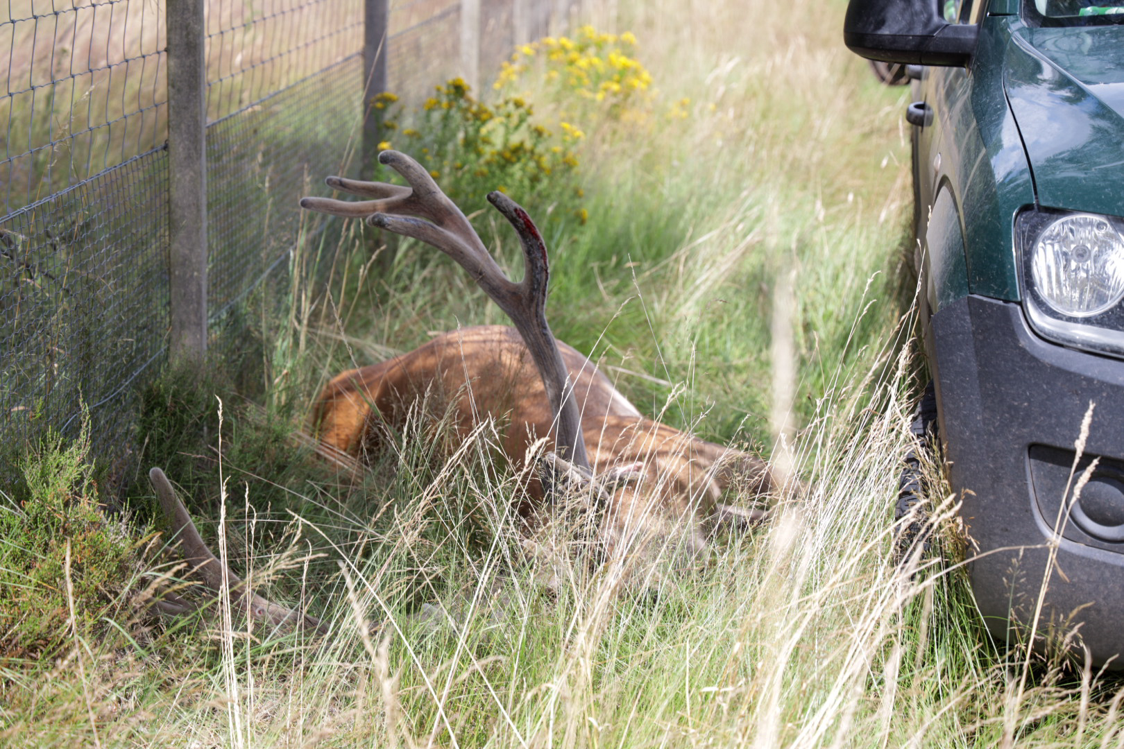 Groot edelhert uit lijden verlost na mogelijke aanrijding