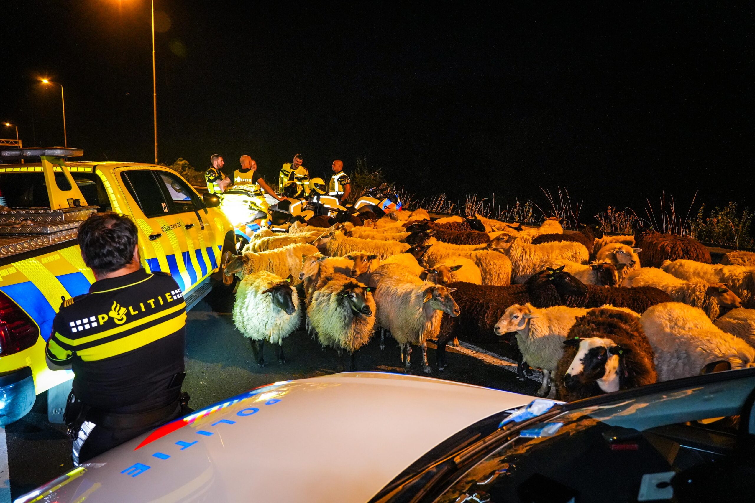 VIDEO: Schapen op de snelweg A50, weggebruikers vangen ze