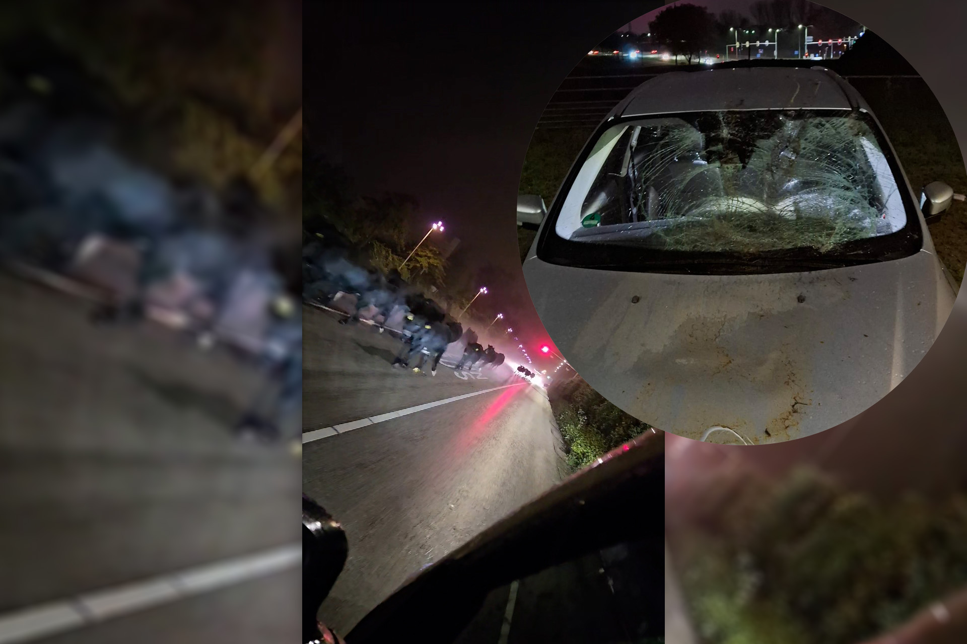 BIZAR: Losgebroken koeien botsen op auto: wolf jaagt kudde op brug