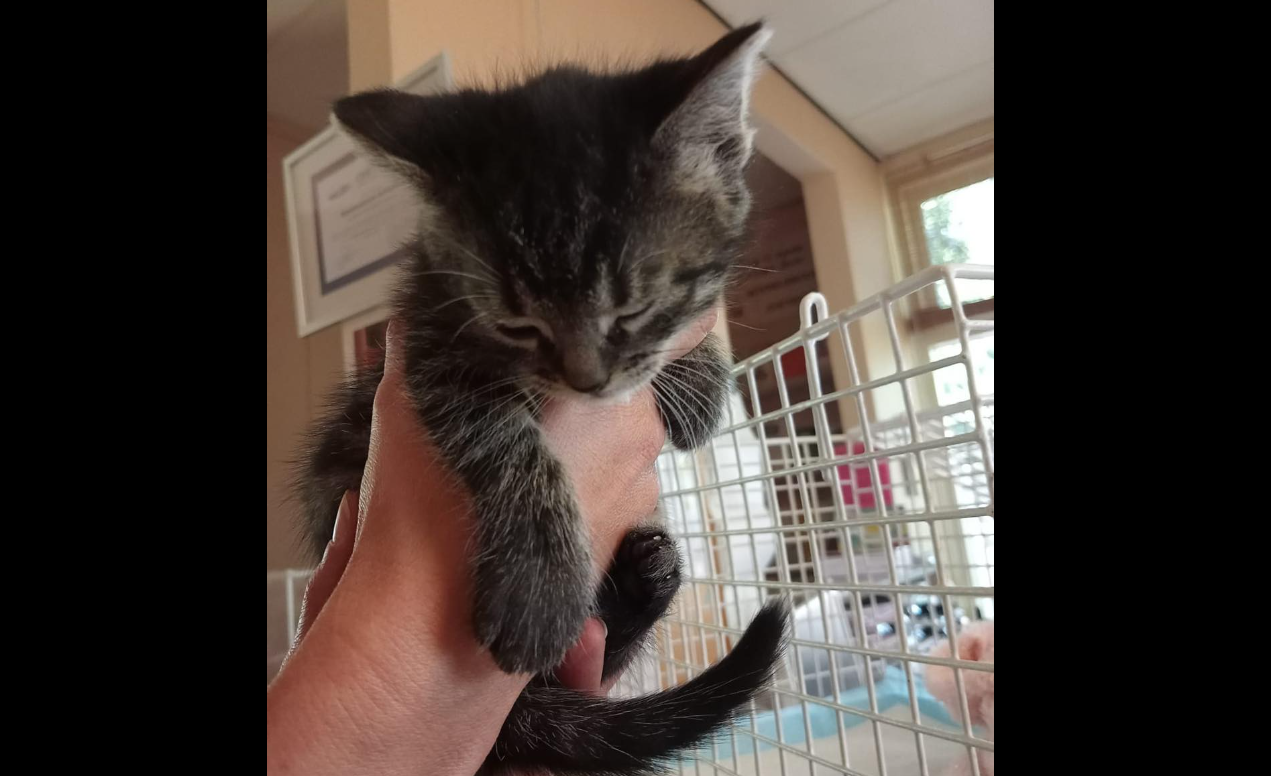 Piepjonge kitten langs de weg gedumpt