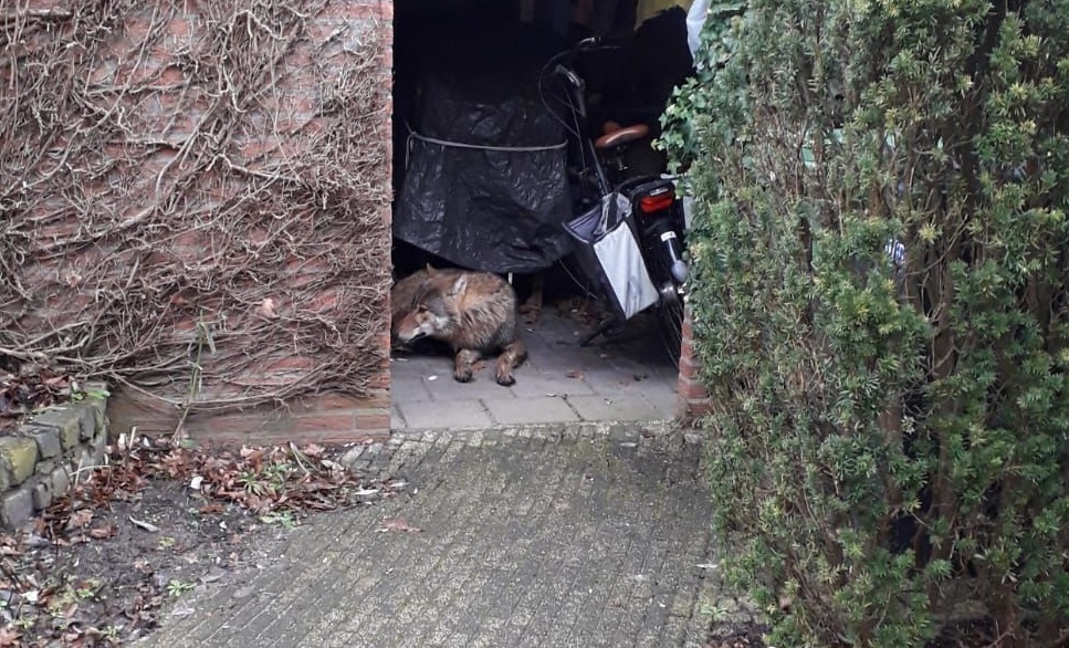 Wolf aangetroffen in schuurtje achter woning