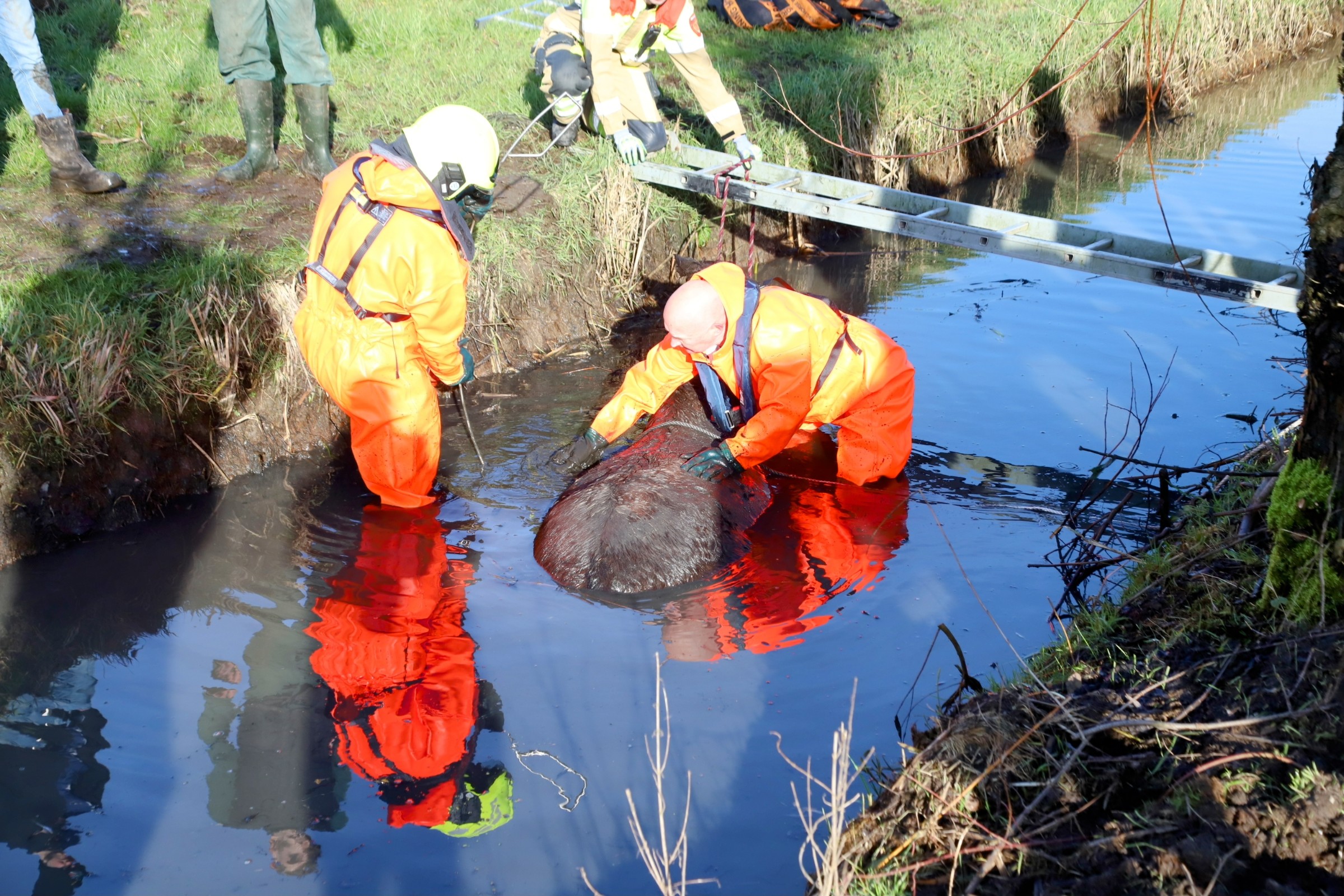 Brandweer redt paard uit sloot
