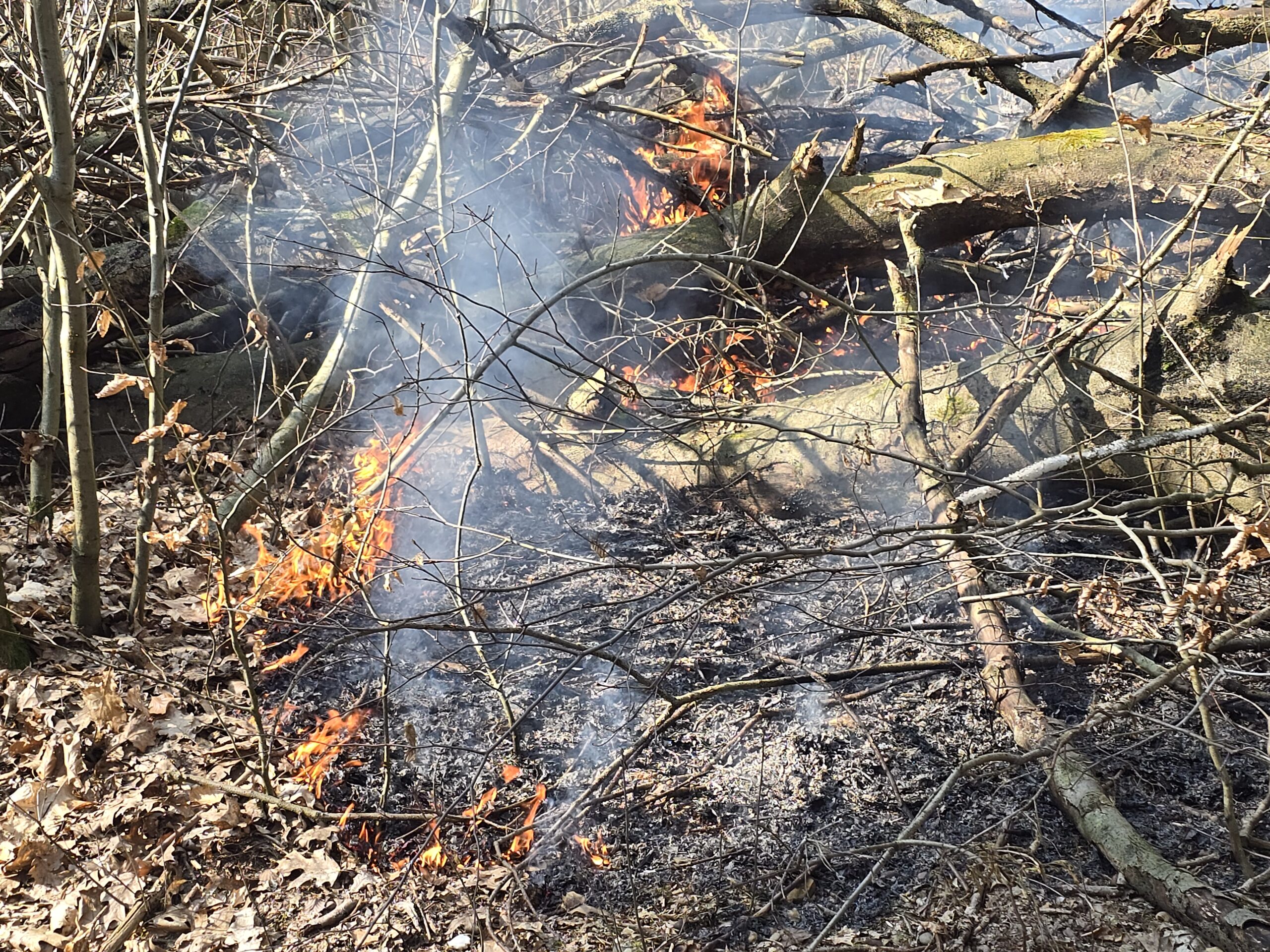 Brandweer ingezet voor brand in bos