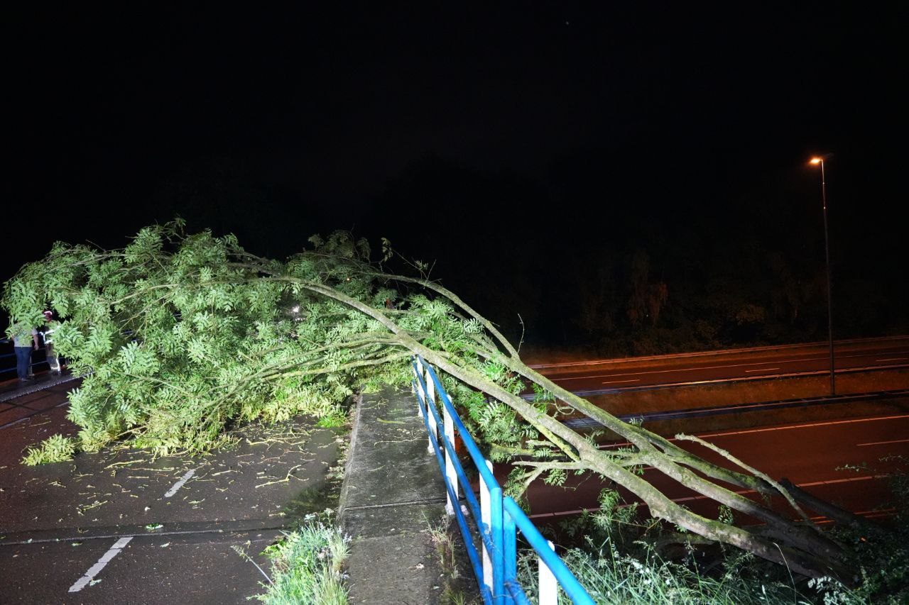 Boom valt om tegen viaduct langs A50