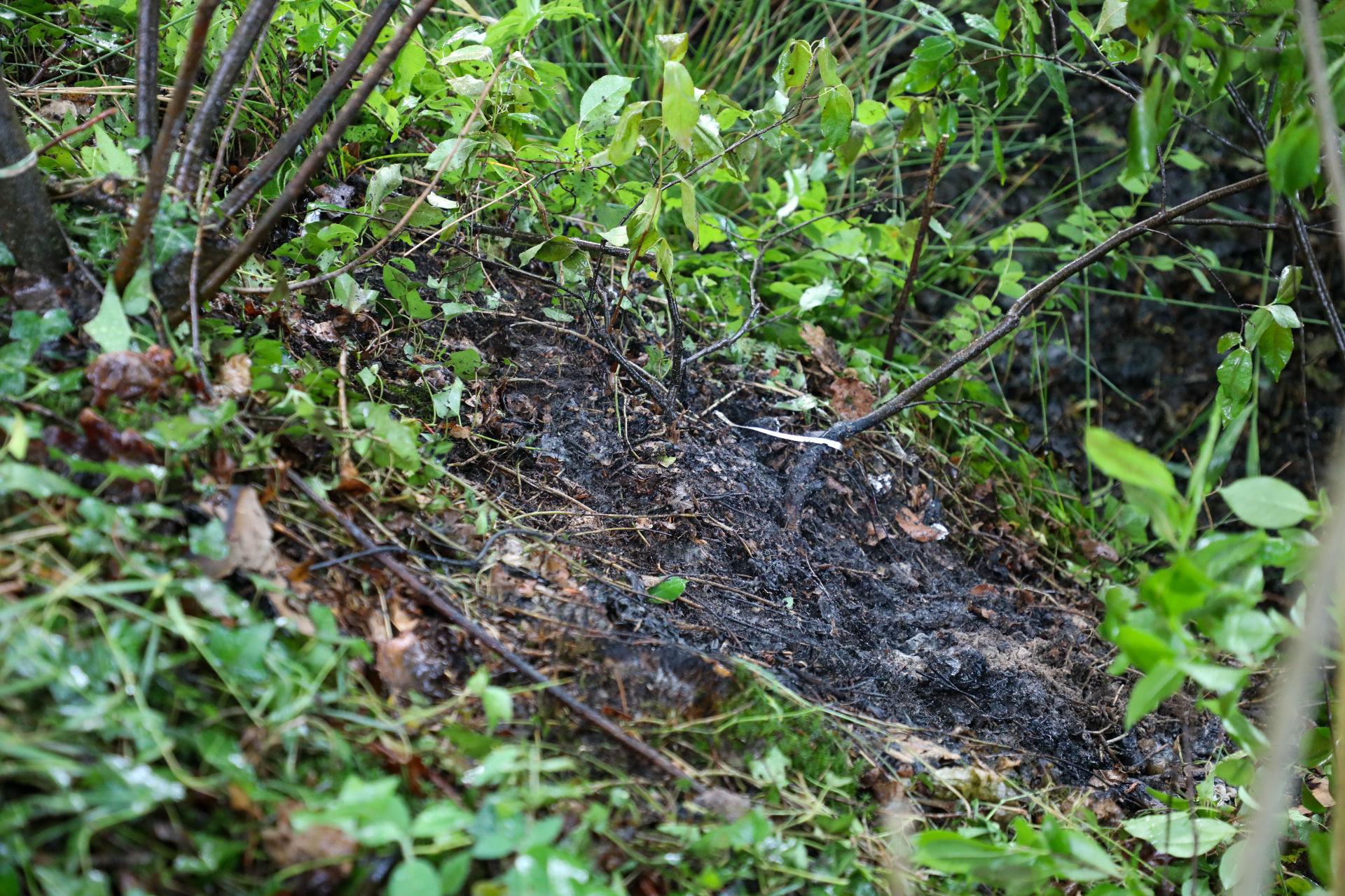 Kleine brand in bos snel geblust