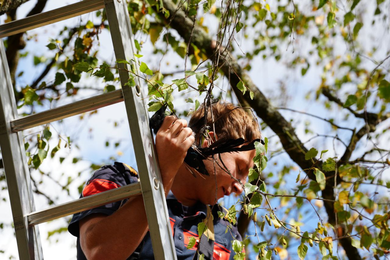Brandweer bevrijdt ekster uit boom in park