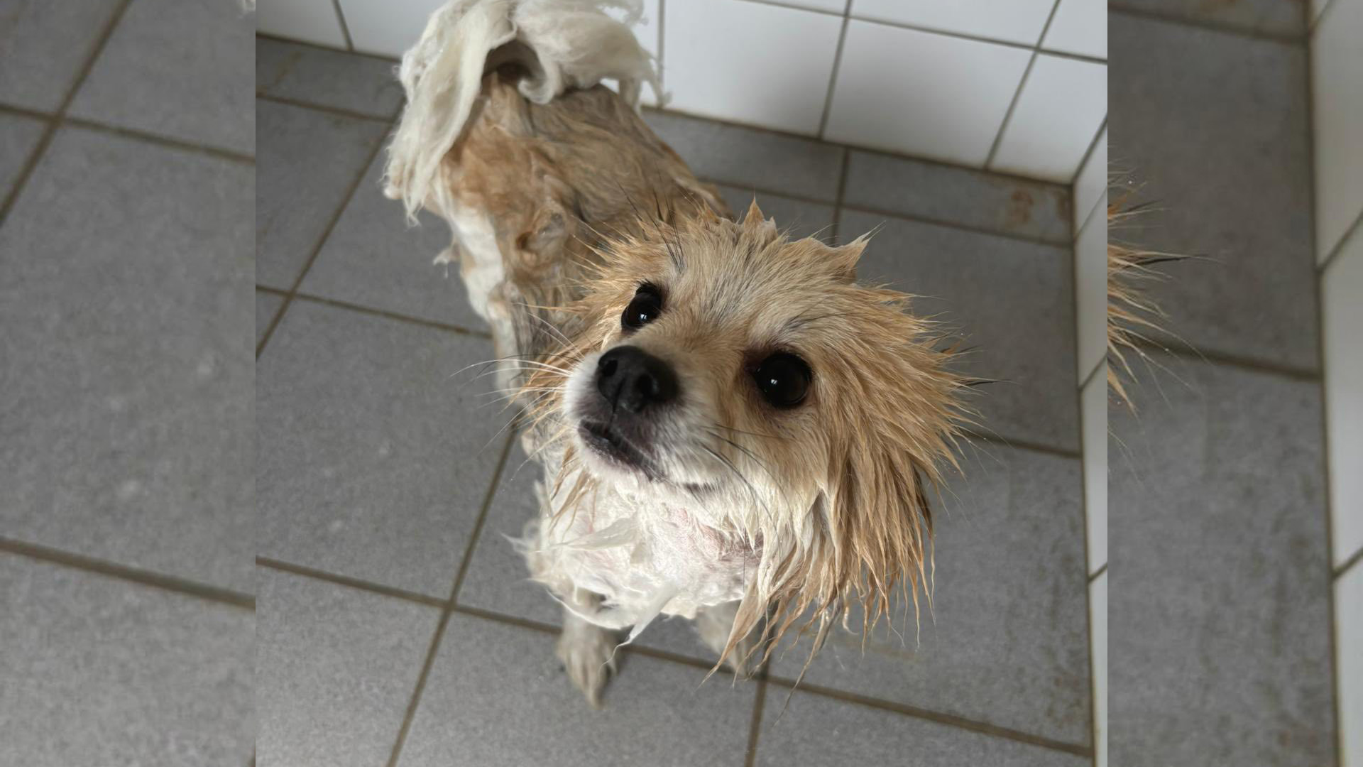 Hond vastgebonden achtergelaten bij een boerderij