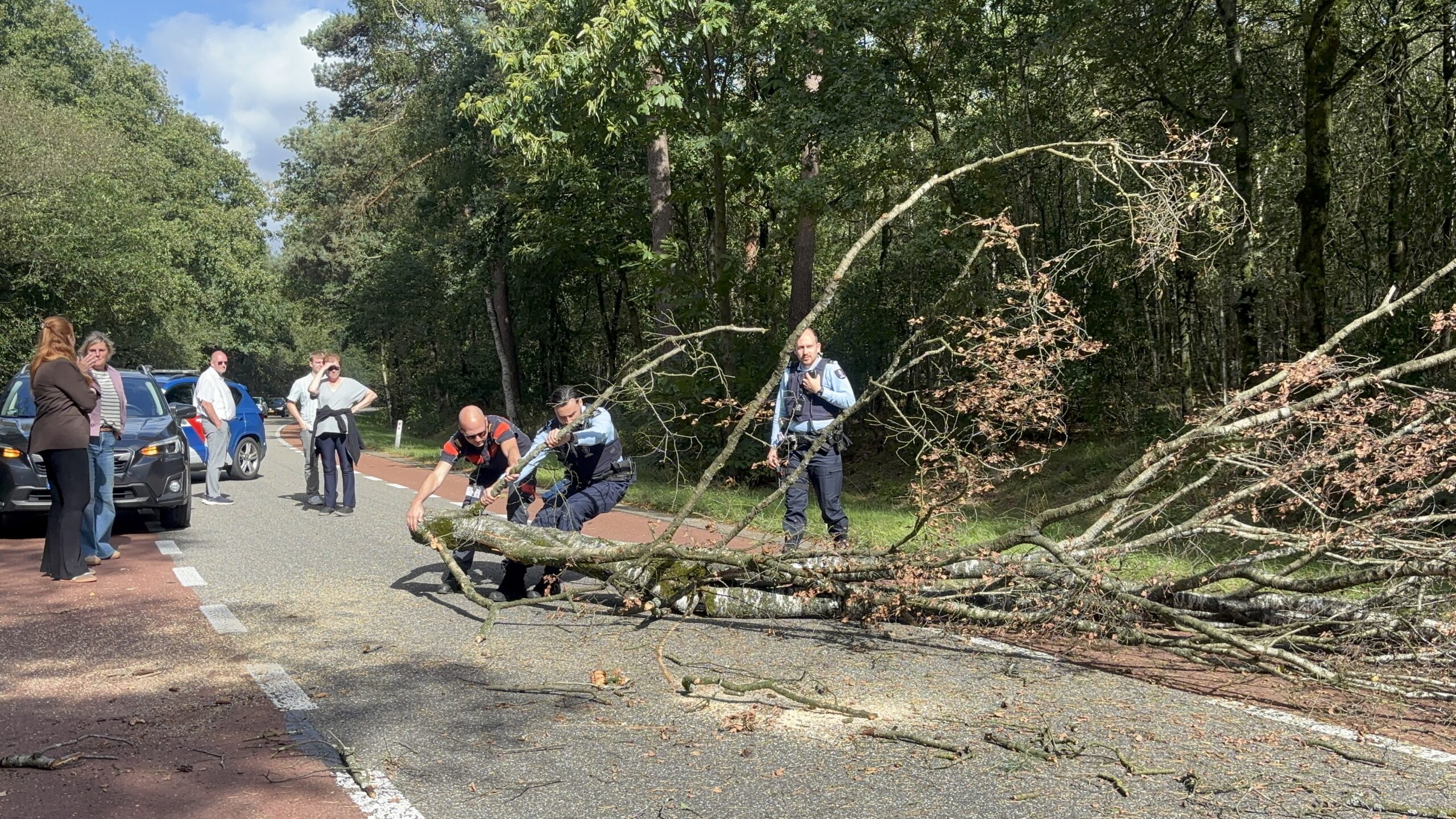 Boom waait om op rijbaan; automobilist kan op tijd remmen