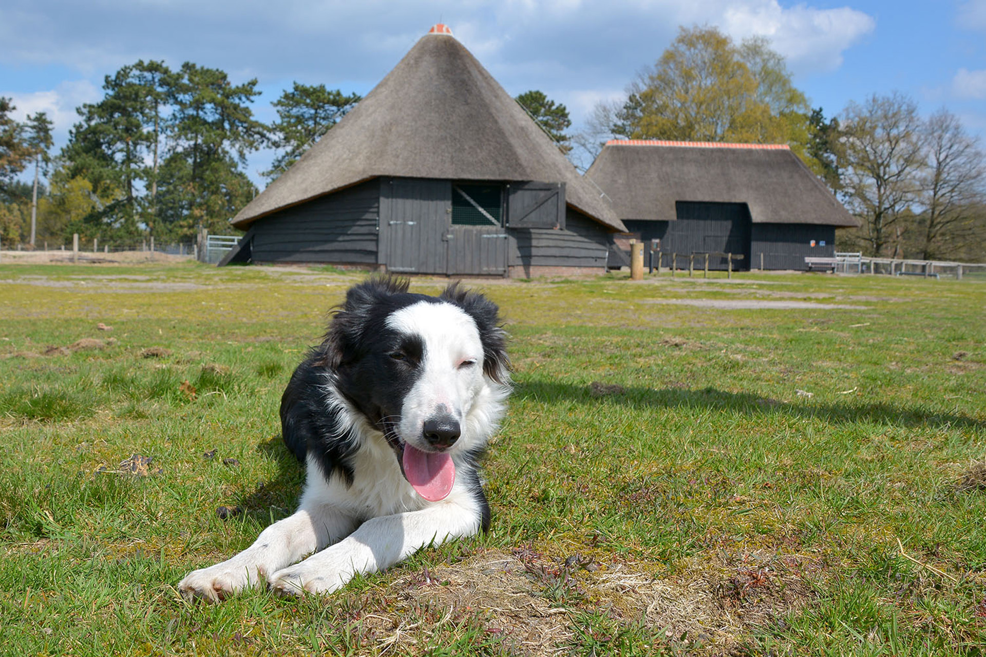 Hondenschedel gevonden na wolvenaanval, schaapskudde vreest verlies van bordercollie Daisy