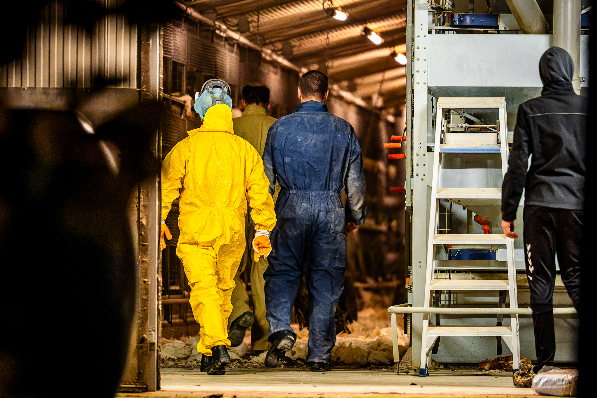 Vogelgriep ontdekt: 161.000 kippen afgemaakt