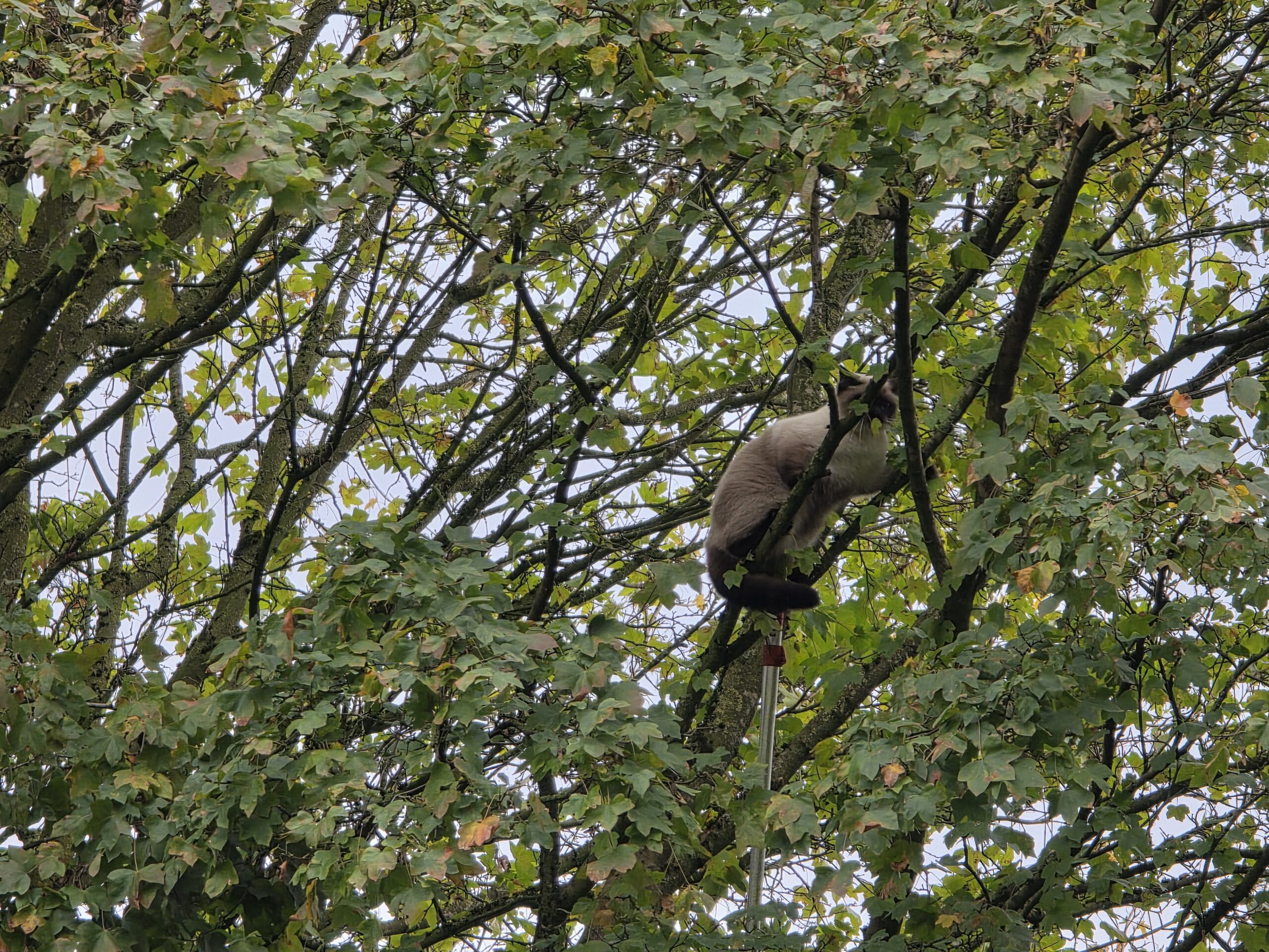 Brandweer bevrijdt kat uit boom