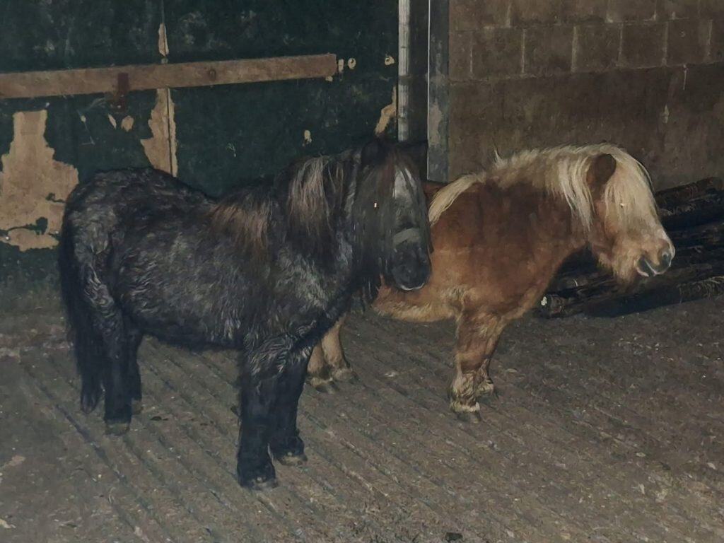 Politie zoekt eigenaar van twee gevonden Shetlandpony’s